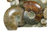 Tall, Composite Ammonite Fossil Display - Madagascar #175820-3